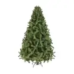 ARBOL COLORADO – 22129